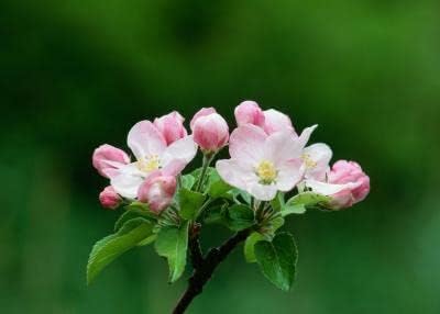 TriStar Plants - Gala Apple Tree - 1 Gallon - Healthy Established Roots, Semi Dwarf Apple Tree, Easy Care Orchard