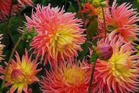 2Pcs Cactus Dahlia Bulbs for Planting Alfred Grille Great Cut Flowers Seeds for Planting Outdoors Dahlia Plants Blooms Summer to Fall - Cactus Plants Live Giant Dahlia Bulbs for Garden