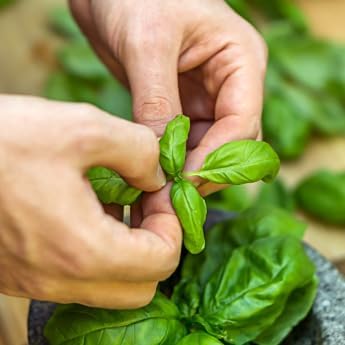 Genovese Basil - Complete Seed Pod Plugs with Plant Food - 10 Pods for Hyrdoponic Gardens, Click and Grow, Lettuce Grow and Outdoor Gardens