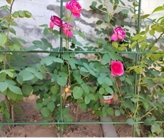 Steel Plant Stakes 4 Feet, Garden Plant Stakes 48 Inch,25 Pack Tomato Stakes for Growing Climbing Plants, Potted Plants, Tomatoes, Trees, Cucumber, Beans, Fences Poles