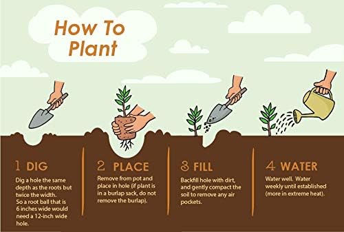 Brighter Blooms - Calamondin Tree, 2-3 Feet - Live Plant - No Shipping to AL, AZ, FL, GA, LA, OR, TX