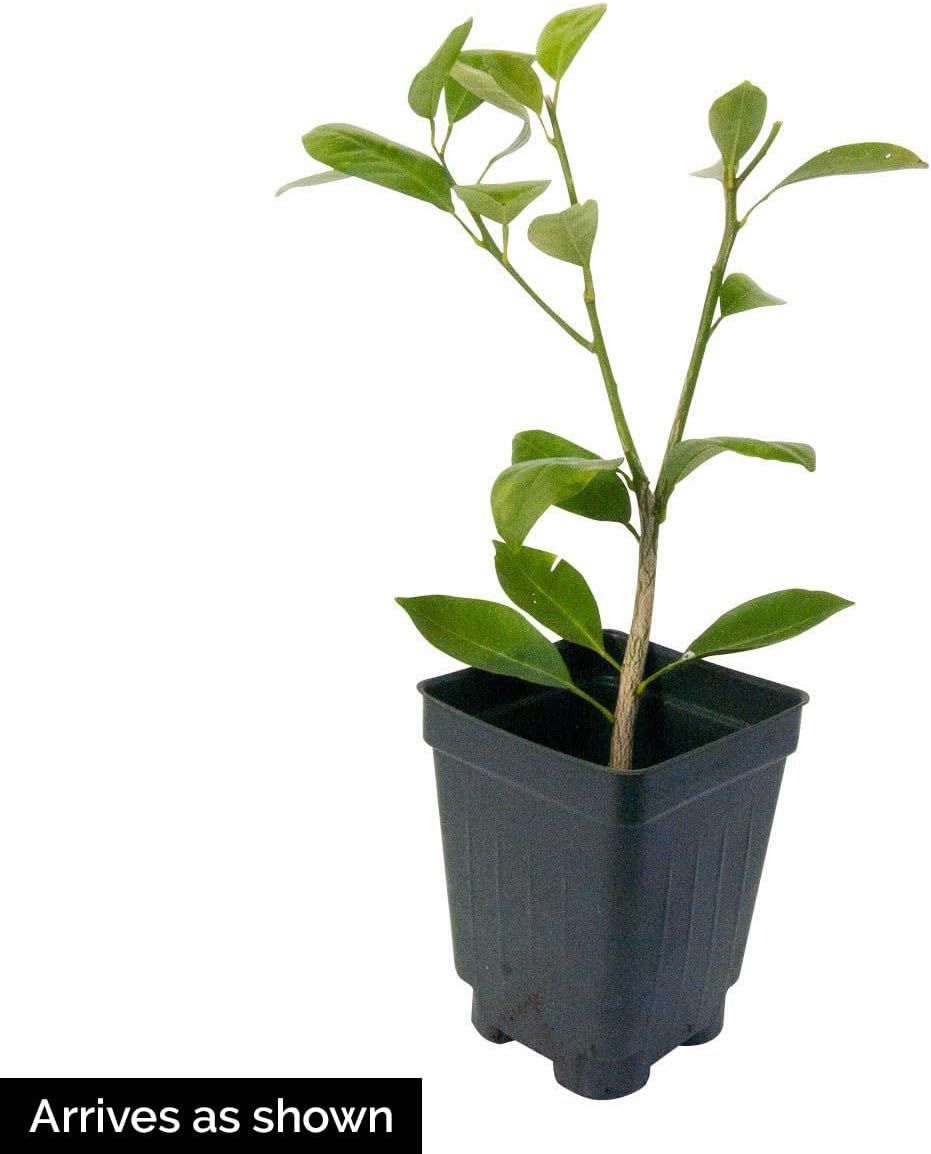 Direct Gardening Cleopatra Dwarf Mandarin Orange Tropical Citrus Starter Tree-Can't Ship to AZ,CA,FL,LA,SC or TX