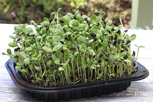 Nature Jims Sprouts Sunflower Seed - Certified Organic Black Oil Sunflower Sprouts for Soups - Raw Bird Food Seeds - Non-GMO, Chemicals-Free - Easy to Plant, Fast Sprouting Sunflower Seeds - 8 Oz