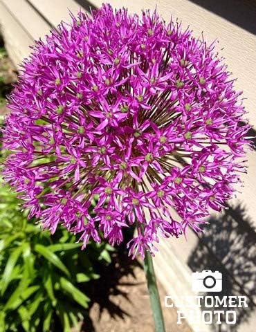 Purple Sensation Allium - Allium aflatuense Flower Bulbs - 5 Bulbs per Pack - Attracts Butterflies and Hummingbirds - Deer Resistant - Good as Cut Flowers - Perennializing - Easy to Grow Live Plants