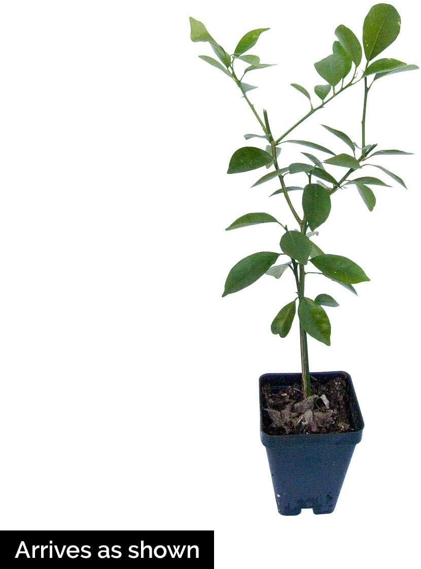 Direct Gardening Calamondin Orange Tropical Citrus Starter Tree-Can't Ship to AZ,CA,FL,LA,SC or TX