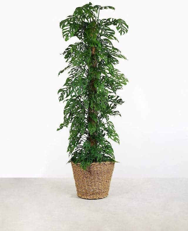 Monstera Adansonii Growing Medium - Enhance Aeration, Drainage & Nutrient Delivery - 3 Quart