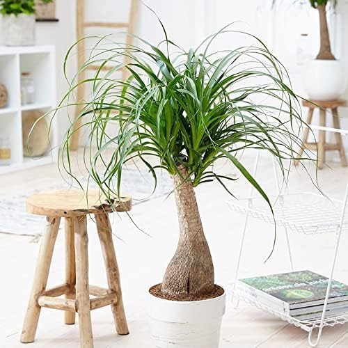 Nolina Plant Potting Soil - All-Natural Blend for Thriving Nolina Plants - Boosts Root Health and Distinctive Form - 10 Quart