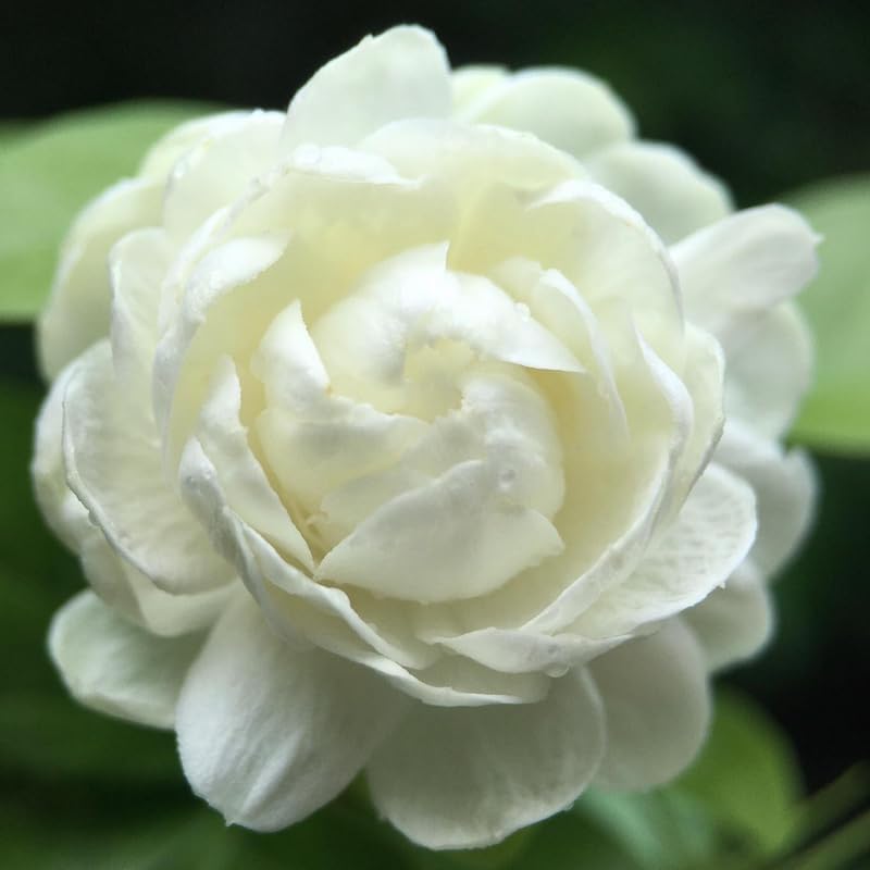 2 Duke of Tuscany Jasmine Plants Live, Climbing Jasmine Indoor Outdoor Live, Fragrant, 5-9" in Tall, No Pot, Hardy and Fast-Growing