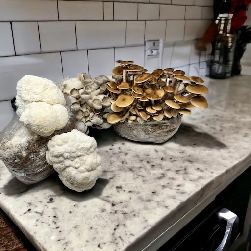 Lion's Mane Mushroom Grow Kit | Large 5.5LB Fruiting Block | Grow Your own Mushrooms Indoors