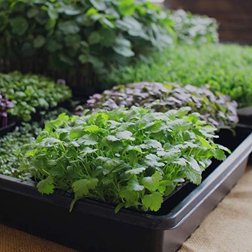 Minute Soil Bulk Coconut Coir Block 2-Pack β OMRI Listed for Organic Use β Compressed Growing Medium Expands with Water β Indoor & Outdoor Gardening Soil Alternative