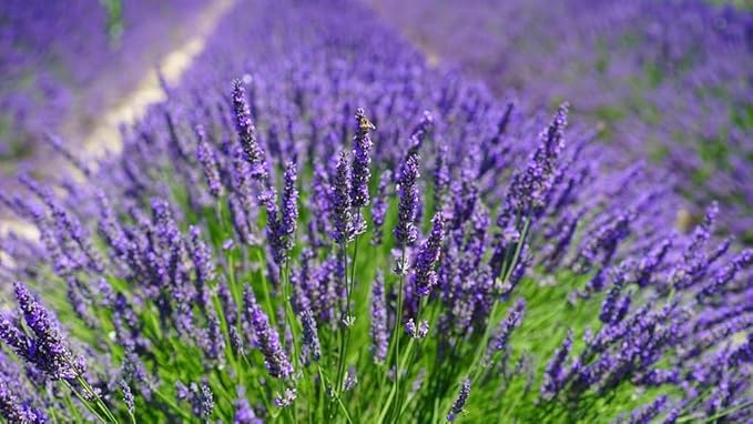 Organic Lavender Soil Mix by Gardenera - Provide The Best Growing Medium for Your Plants - 2 QUARTS
