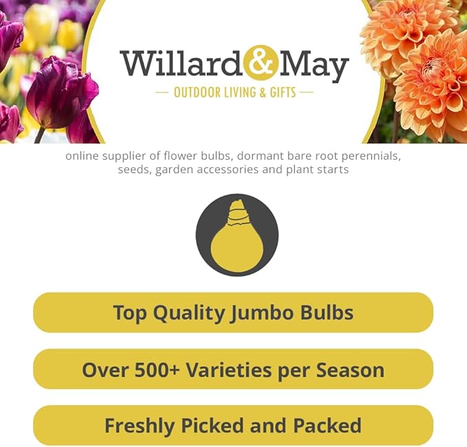 25 Pastel Mixed Ranunculus Bulbs Spring Planting - Buttercup Color Mix Value Bag - Plant in Gardens, Borders & Flowerbeds - Easy to Grow Flowers Bulbs by Willard & May