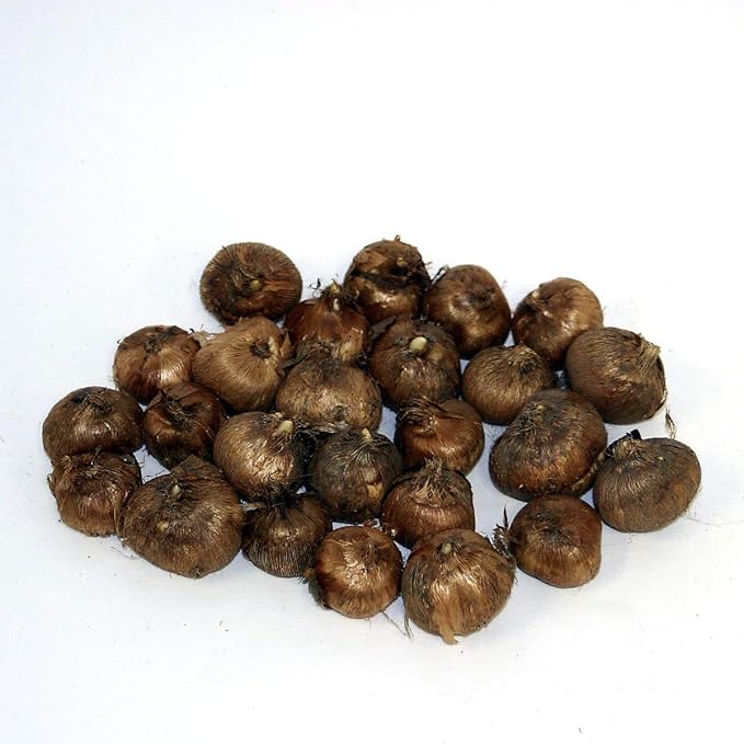 BRECK'S - Species Crocus Multicolored Mixture Dormant Spring Flowering Bulbs - Each Offer Includes 100 Bulbs