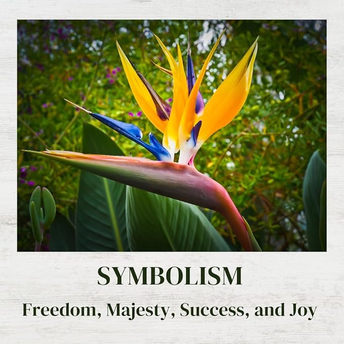 Bird of Paradise Plants Live (4-Pack), Strelitzia Plants with Perennial Orange Flowers, Indoor/Outdoor Plants, Exotic Tropical Decor, Not Artificial, 6-10" Height. 2" Pot