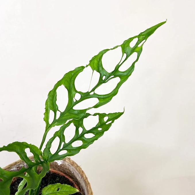 Monstera Obliqua Potting Soil - Enhanced Aeration and Drainage for Optimal Growth by Gardenera - 3 Quart