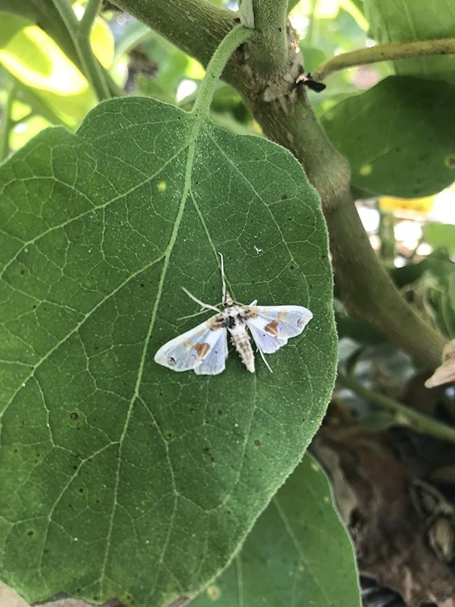HEDO Pheromone Trap with Brinjal pheromone Lure(Leucinodes orbonalis) for Brinjal Crop Pack of 10