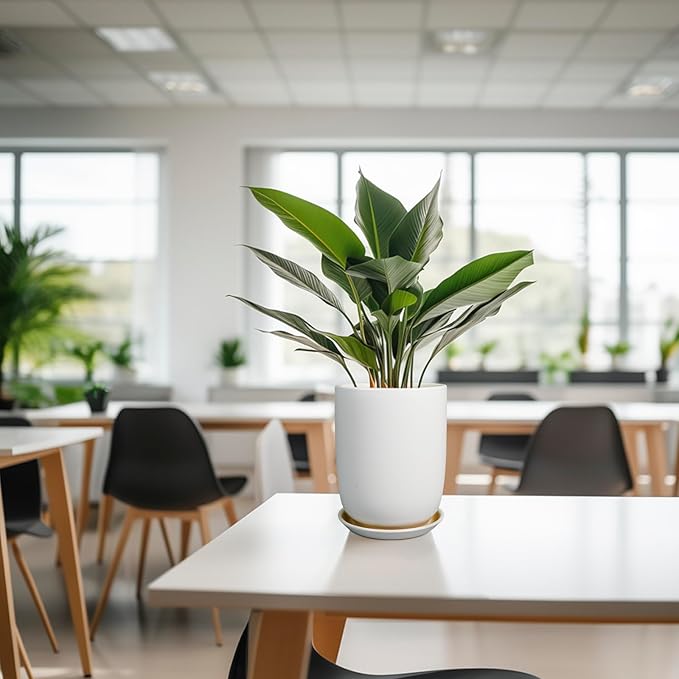 Plant Pot 8 Inch - Ceramic Planter for Indoor Plants Outdoor, Large Plant Pot with Drainage Hole and Saucer, Modern Flower Pot, White