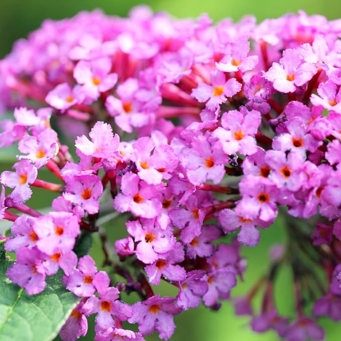 TriStar Plants - Pink Butterfly Bush, 1 Gallon Trade Pot - 1'ft Tall - Established Potted Plant, Buddleja - Fast Growing, Attracts Pollinators (Pink)