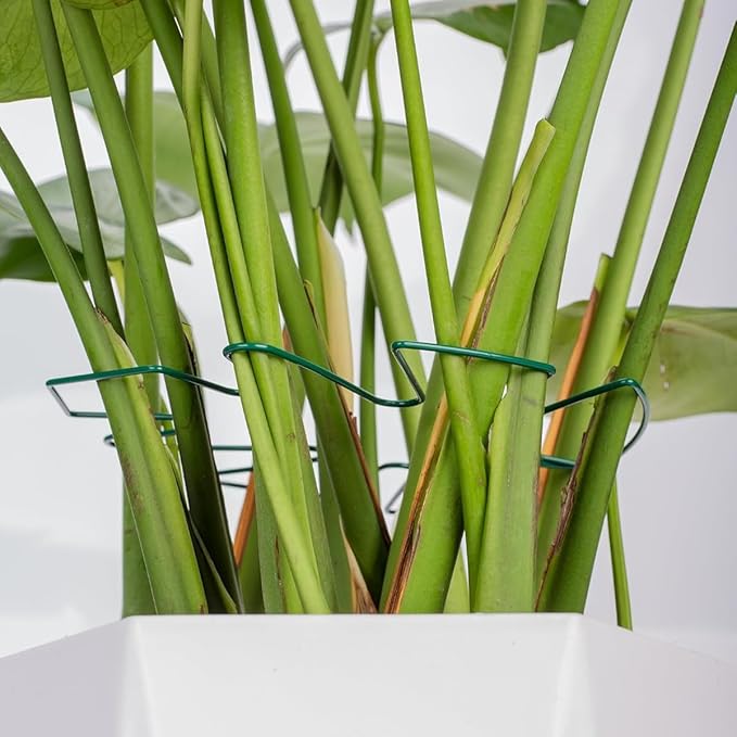 ZYAMY 6PCS Plant Hook Stem Fixing Bracket Turtle Shell Bamboo Clip Potted Plant Stem Straightening Support Green Plant Anti Fall Support Iron Bending Buckle Leaf Styling Green Used for Gardening