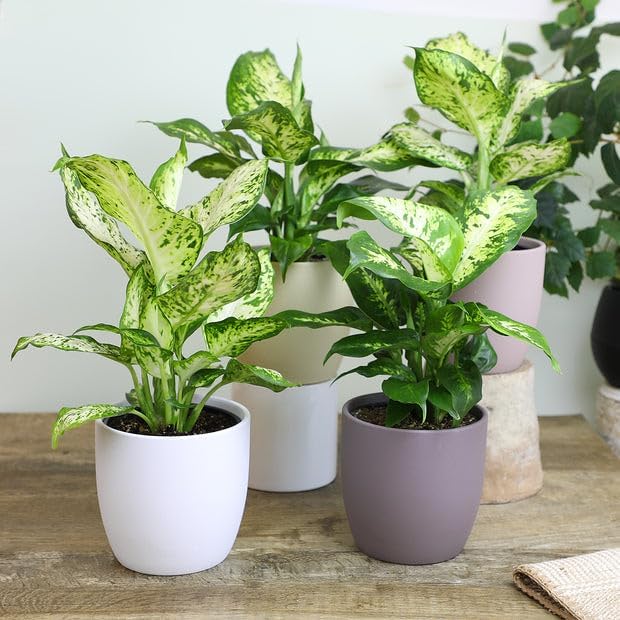 Premium Organic #1 Potting Soil Mix - Ideal Nutrient Blend for Robust, High-Yield, and Beautifully Blooming Outdoor Guerrilla Growing Plants - 3 Quart