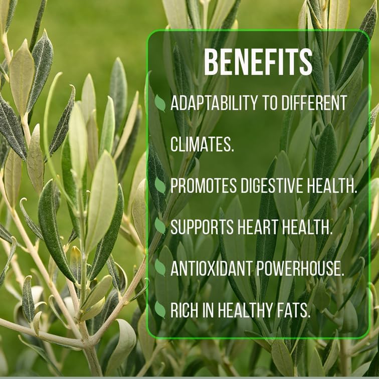 Olive Tree Arbequina (4 Pack) Real Olea Europaea | Easy to Grow Plants | Great Gift for Celebrations | Grow Your own Food on Your Edible Organic Garden| Edible Fruit Plant Live for Planting|