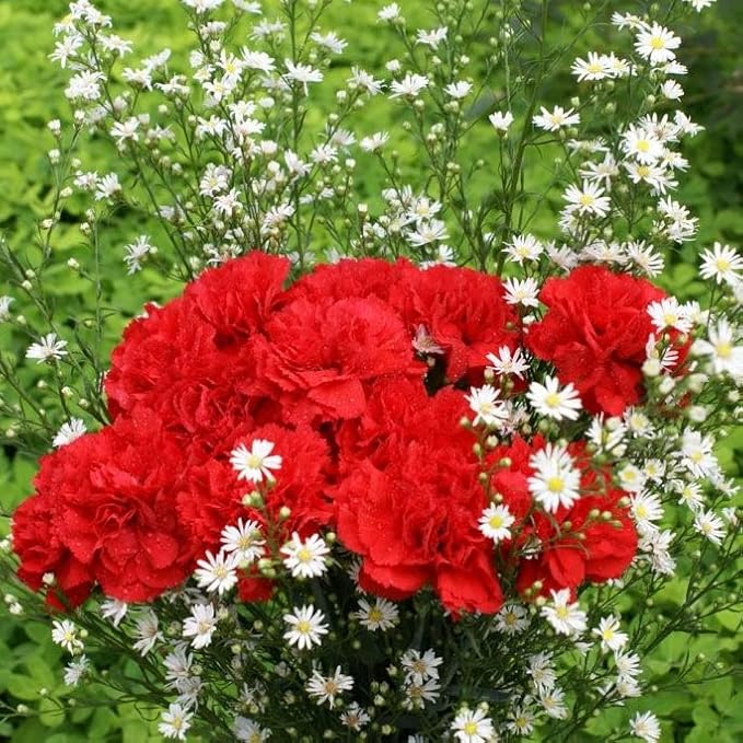 Eden Brothers Carnation Seeds - Etincellant