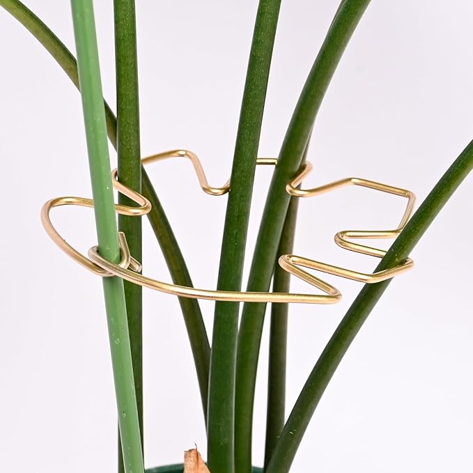 5.5 * 4.7IN Monstera Stem Support Stake with Clips - 5Pcs Durable Climbing Plant Support for Monstera, Fishbone Cactus, Easy Installation, for Plant Lovers
