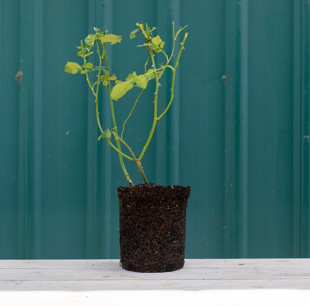 Heirloom Roses Rose Plant - Stiletto™ Pink Rose Bush, Hybrid Tea Live Plant for Planting Outdoors