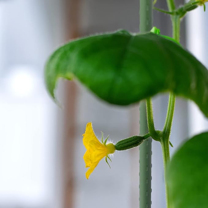 Garden Stakes 48'' Plant Sticks, 50PCS Plastic Coated Steel 4ft Plant Stakes Support for Growing Climbing Plants, Tomato Stakes Gardening Supplies