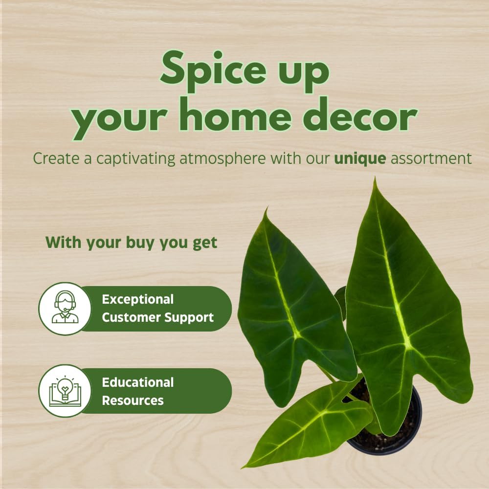 BubbleBlooms Alocasia Assortment Set, 4 inch pots, 10 Different Alocasias Frydek, Black Velvet, Maharani, Regal Shield, Bambino, Tiny Dancer, Serendiptiy