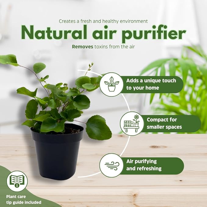 BubbleBlooms Fern Variety Assortment, 6 Different Ferns in 2 inch pots Tiny Mini Pixie Plants