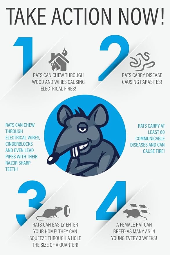 Rat Traps Indoor (2 Pack) Catch Rats, Mice, and Voles Fast with These Simple to Bait, Safe to Set, Non Electric Rat Trap for Home, Yard, and Barn