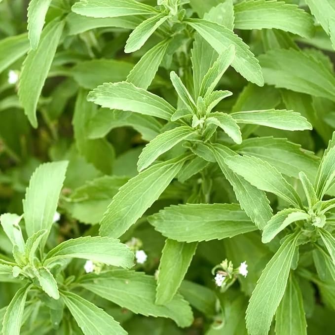 Live Stevia rebaudiana Plants, Sweet Leaf or Sugar Leaf, Natural Sugar Substitute Herb, Easy to Grow (2 stevia sacs)