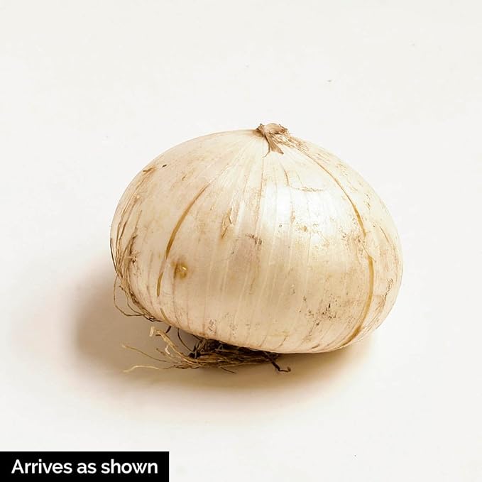 BRECK's - Giant Allium Bulbs, Dormant Spring Flowering Bulb Mixture, 15 Bulbs per Offer - Due to State restrictions Can't Ship to ID or WA