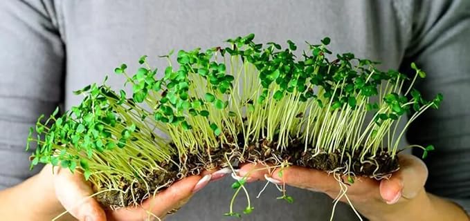 Organic Microgreens Premium Potting Mix - Grow Vibrant Microgreens - 4 Quart