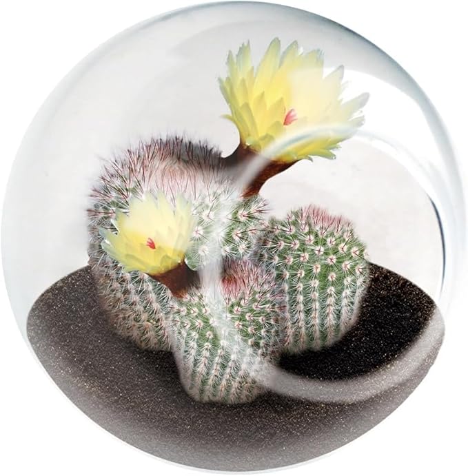 Tiny Terrarium Plant Seeds 3 Variety Pack, DIY Indoor Succulents and Live Plants for Home or Garden Planting, 2 Each of Assorted Cacti Pack