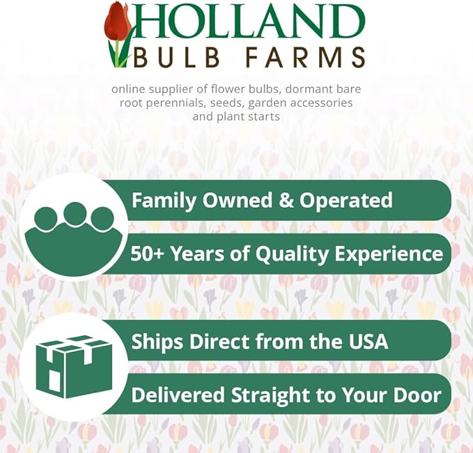 Wild Horses Daylily Flower Bulbs - Daylilies Root - Naturalizing - Perennializing - Easy to Grow Live Plants - Outdoor Garden