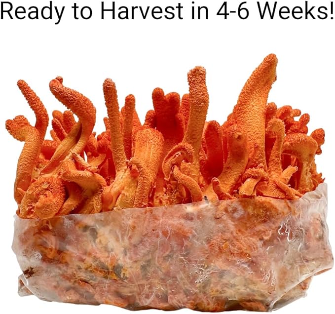 Cordyceps Militaris Mushroom Grow Kit | Large 2 Quart Spawn Bag Kit | Ready to Grow!