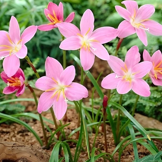 Zephyranthes Robustus Bulbs - Long Lasting Blooms, Perennial Rain Lily Bulk & Wholesale Bulbs for Planting | Easy to Grow and Low Maintenance (12 Pack)