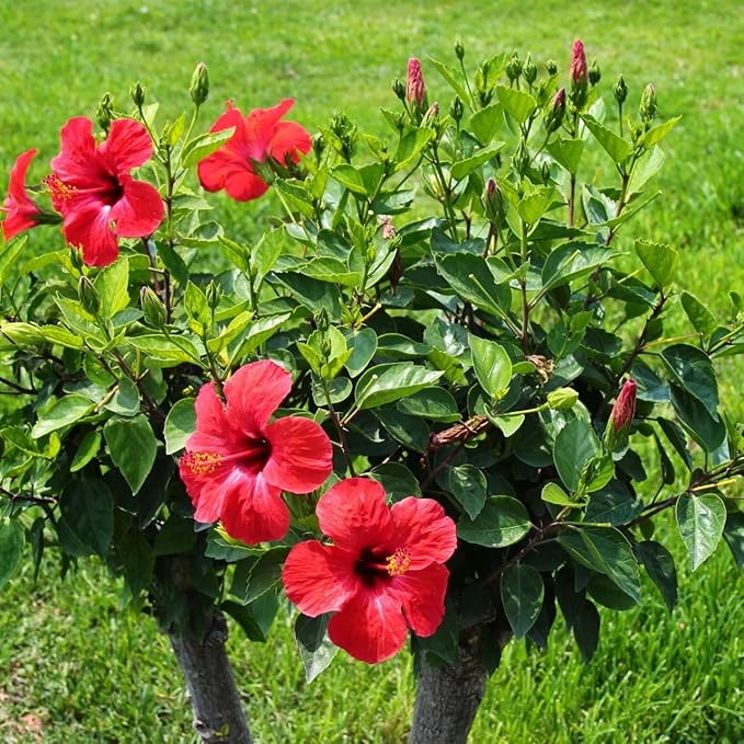 Red Hibiscus. rosa-sinensis. Live Plant - Tropical Blooming Hibiscus, Pretty Flowers, Used in Tea and Juice (4 red Hibiscus sacs)