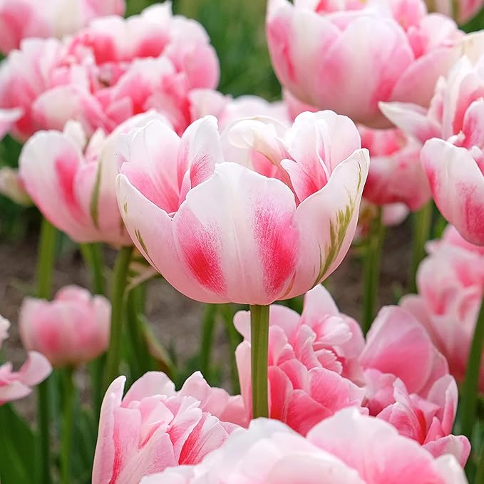 Finola Double Late Tulip Bulbs (10-Pack) Peony-Like Pink & White Blooms for Fall β Long- Lasting & Hardy