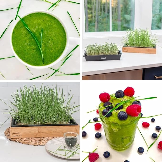 HAMAMA Microgreens Growing Kit Wheatgrass - Indoor Sprouts Mat - Seed Quilts Easy Setup Pack of 3 - Plastic Tray