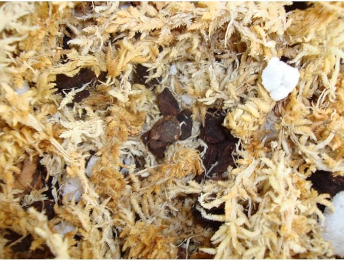 rePotme Orchid Potting Mix - Phalaenopsis AAA Gold Imperial Orchid Mix (Mini Bag) - Premier Orchid Potting Mix with Orchid Moss and Orchid Bark - Hand Blended in The USA