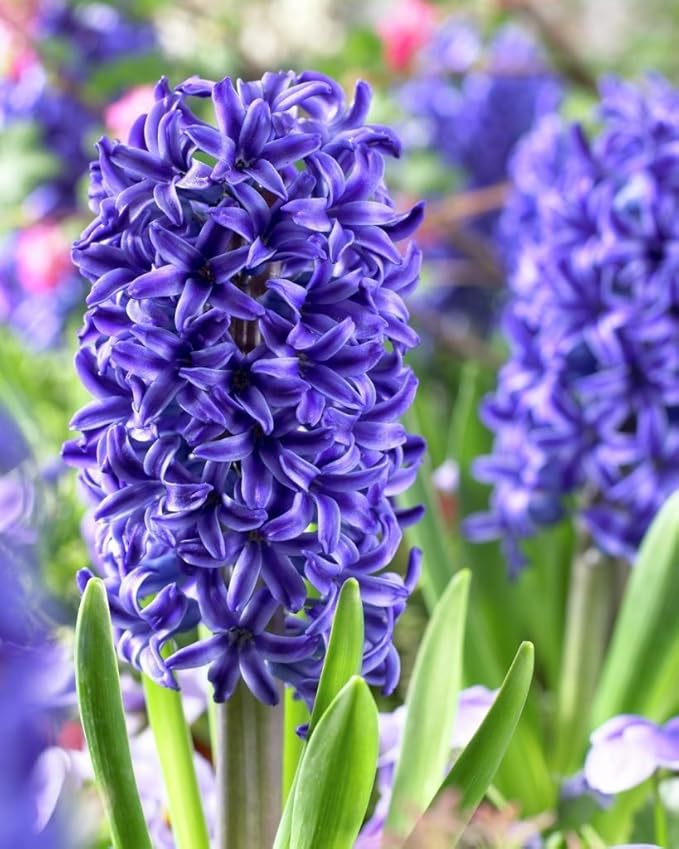 Blue Jacket Hyacinth Bulbs - 8 Bulbs by Willard & May