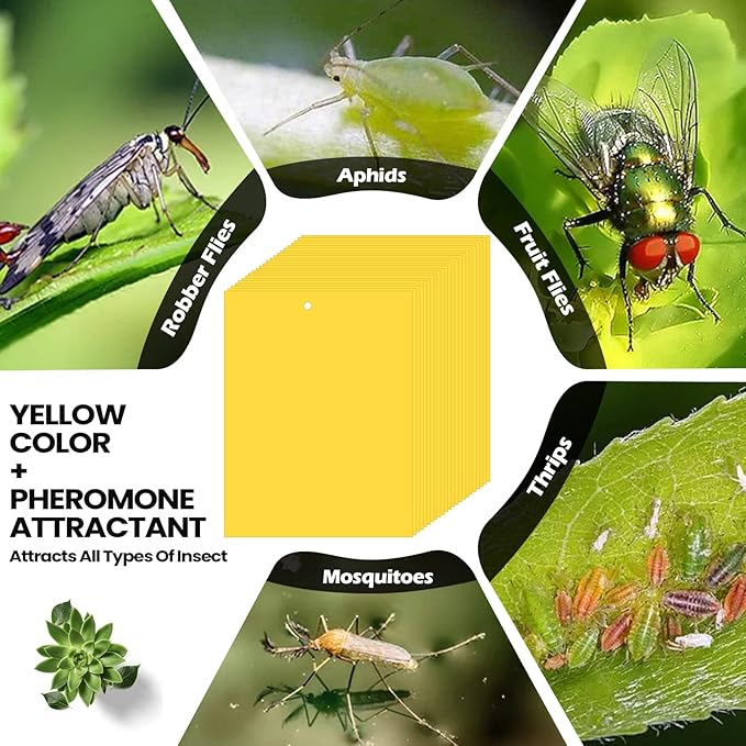 Qualirey 250 Pcs 6 x 8 Inch Sticky Traps for Plant Double Sided Sticky Trap for Gnats with Twist Ties Fly Traps for Fruit Insect Fungus Bugs Indoor Outdoor (Yellow)