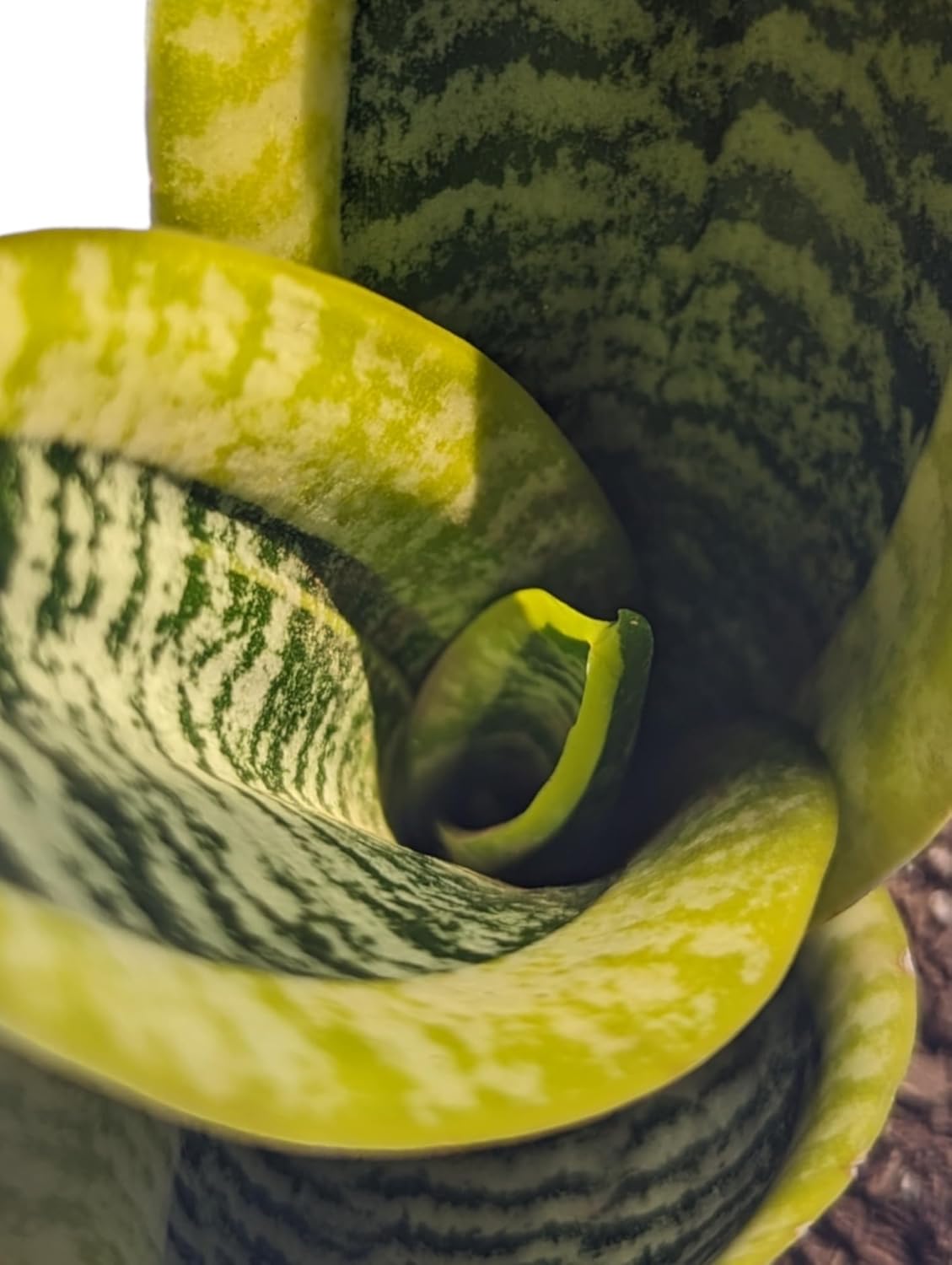 Generic Superba Snake Plants - Sanseveria, 3 Pack, Impossible to Kill, 4 Inch Pots, Indoor/Outdoor, Green/yellow