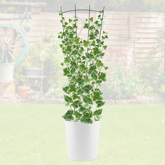 4 Pack 32'' Plant Trellis Indoor - Metal Trellis for Climbing Plants Indoor, Garden Trellis for Climbing Plants Outdoor Houseplants Flowers Vine Ivy, Fan Shape, Black