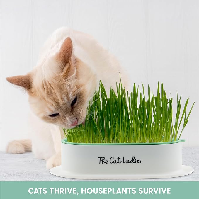 The Cat Ladies Hydroponic Cat Grass Growing Kit - Pet Grass Seed for Indoor Cats - Fast Growing Soil Free Catnip Plant Seeds to Grow Kitten Safe Plants - Just Add Water