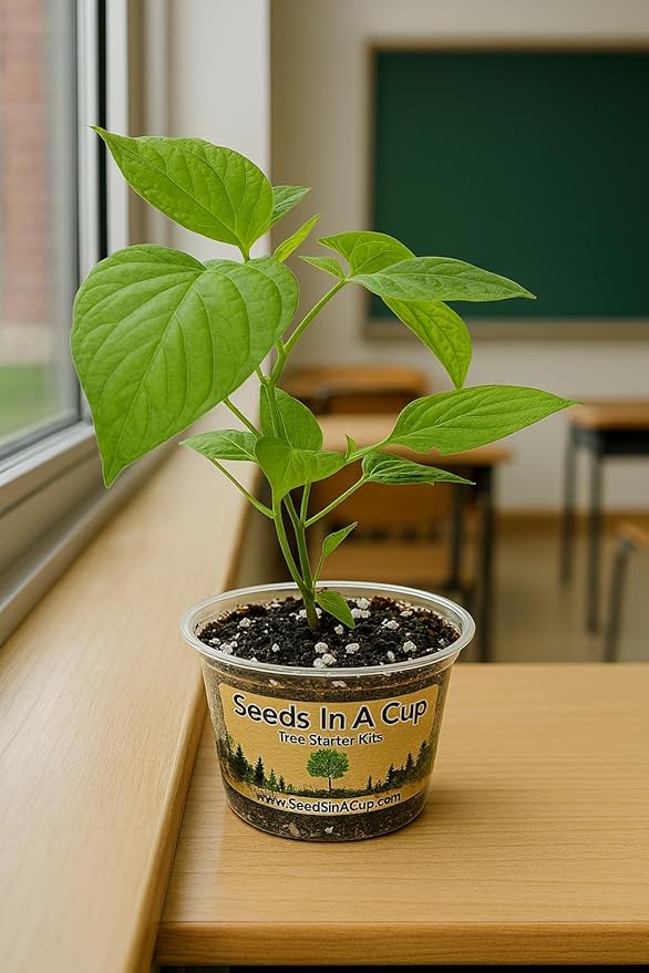 Plant Starter Kit - Money Plant