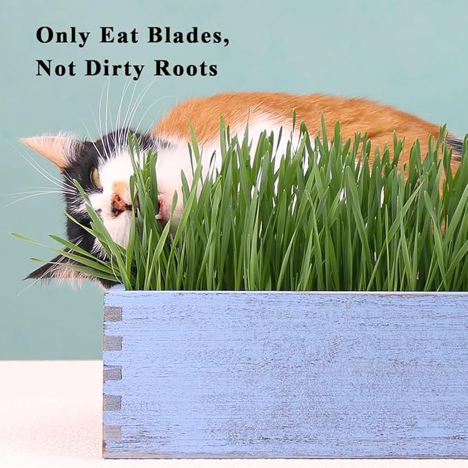 Wooden Cat Grass Planter (no Seeds Included) with Anti Digging Design, and Removable Plastic Liner, Wheat Grass Growing Pot, Cat Grass for Indoor Cats Pets (Vintage Blue)